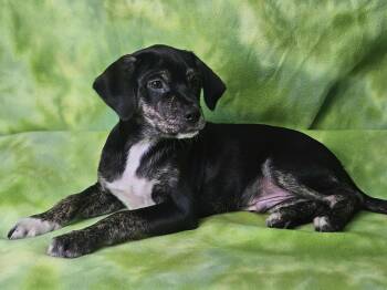 Rescue Mixed Breed Dogs for Adoption in East Sparta, Ohio - Spanky | PetCurious