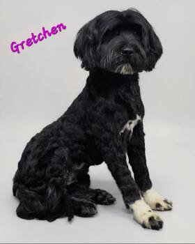 Portuguese Water Dog Dogs Available for Adoption - Gretchen | PetCurious