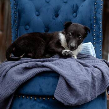 Rough Collie and Border Collie Dogs Available for Adoption - Will | PetCurious