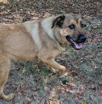 Espresso -  Shepherd Dog for Adoption in Little Rock, Arkansas - Espresso | PetCurious