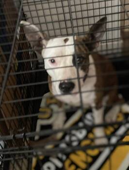 Rescue Pit Bull Terrier Dogs for Adoption in Mckeesport, Pennsylvania - Heather | PetCurious