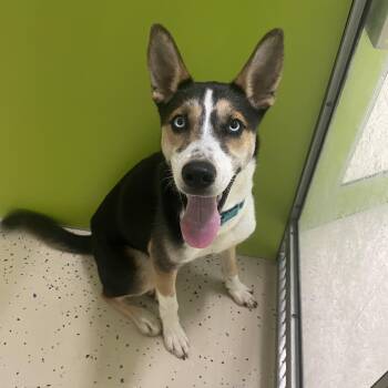 Thor -  Husky Dog Available for Adoption in Peconic, New York - Thor | PetCurious