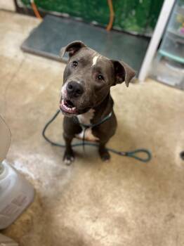 Dante -  Pit Bull Terrier Dog for Adoption in New Braunfels, Texas - Dante | PetCurious