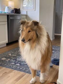 Collie Dogs Available for Adoption in Pueblo West, Colorado - Wynn | PetCurious