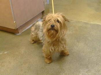 MILO -  Yorkshire Terrier Dog for Adoption in Sacramento, California - MILO | PetCurious