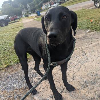 Maddie -  Black Labrador Retriever Dog for Adoption in Birmingham, Alabama - Maddie | PetCurious