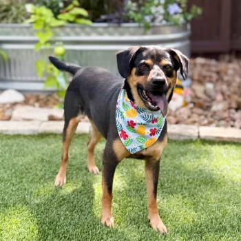 Scruffles -  Rottweiler Dog for Adoption in Fairfield, Connecticut - Scruffles | PetCurious