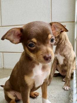 Minnie -  Chihuahua and Mixed Breed Dog for Adoption in Morristown, New Jersey - Minnie | PetCurious
