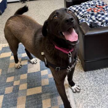 Monroe -  Mountain Cur and Mixed Breed Dog for Adoption in Falls Church, Virginia - Monroe | PetCurious