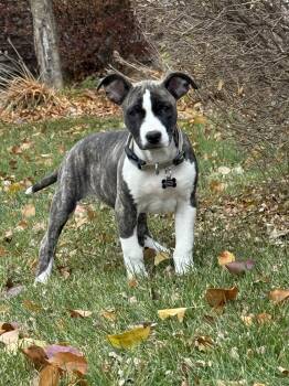 Rescue Mixed Breed Dogs for Adoption in Kenosha, Wisconsin - Bella Boots | PetCurious