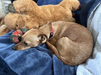 Poppi -  Chihuahua Dog Available for Adoption in Polson, Montana - Poppi | PetCurious