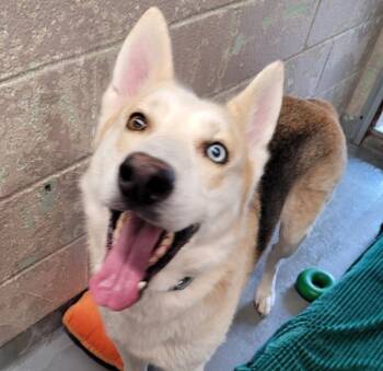 Rescue Siberian Husky Dogs for Adoption in Troutdale, Oregon - Snape (mcas) | PetCurious