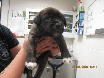 Shepherd Dogs Available for Adoption in Marietta, Georgia - Bobby (506) | PetCurious