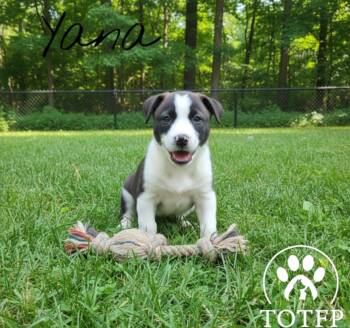 Rescue Labrador Retriever and German Shepherd Dog Dogs for Adoption in Batesville, Arkansas - Yana | PetCurious