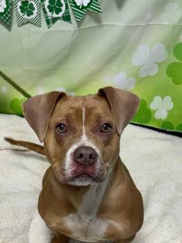 Mixed Breed Dogs Available for Adoption in New Cumberland, West Virginia - Valentine (Phoebe) | PetCurious