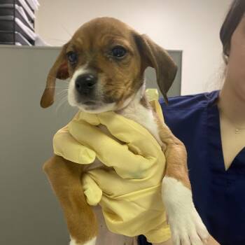 Mixed Breed Dogs Available for Adoption - Prince | PetCurious