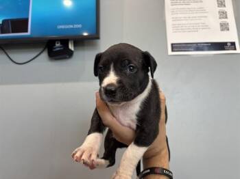 Pit Bull Terrier Dogs Available for Adoption in Rowlett, Texas - MONTANA | PetCurious