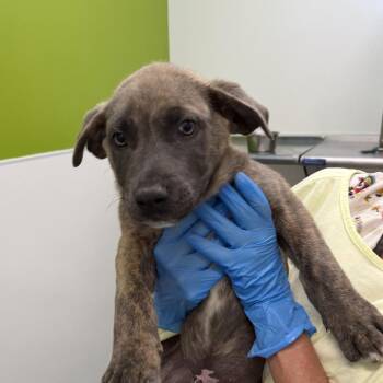 German Shepherd Dog and Mixed Breed Dogs Available for Adoption - Lock | PetCurious