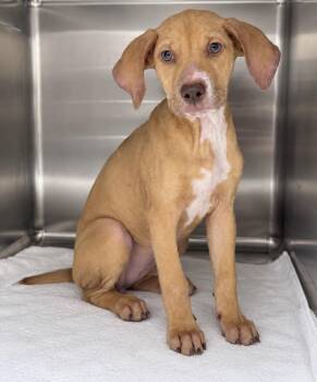 Dani -  Labrador Retriever and Hound Dog for Adoption in Pawleys Island, South Carolina - Dani | PetCurious