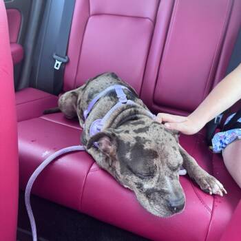 Rey -  American Staffordshire Terrier Dog for Adoption in Raleigh, North Carolina - Rey | PetCurious