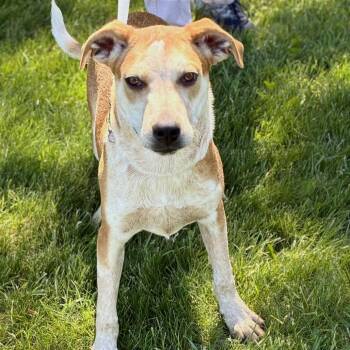 Cattle Dog and Labrador Retriever Dogs Available for Adoption in South Elgin, Illinois - Deuce | PetCurious