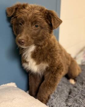 Australian Shepherd Dogs Available for Adoption in West Falls, New York - Nani  | PetCurious