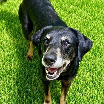 Heather -  Hound Dog for Adoption in Battle Creek, Michigan - Heather | PetCurious