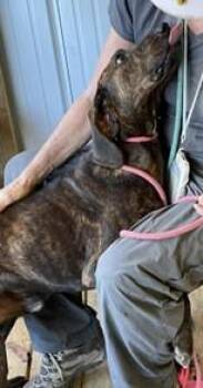 Rescue Plott Hound Dogs for Adoption in Cowen, West Virginia - SHERMAN | PetCurious