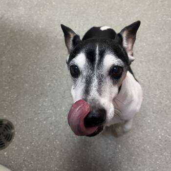 Rescue Jack Russell Terrier and Mixed Breed Dogs for Adoption in Wilmington, Delaware - Bowie | PetCurious