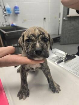 EISENHOWER -  Pit Bull Terrier and Mixed Breed Dog for Adoption in Corpus Christi, Texas - EISENHOWER | PetCurious