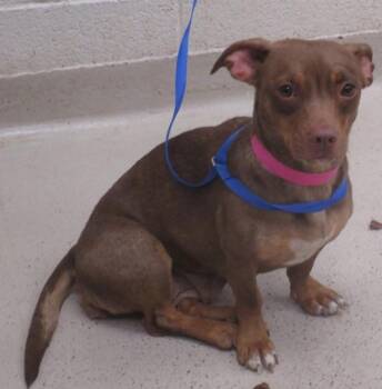 Terrier Dogs Available for Adoption in Marietta, Georgia - (317) | PetCurious