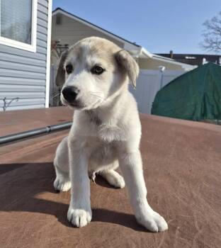 Anatolian Shepherd and Husky Dogs Available for Adoption - Travis | PetCurious