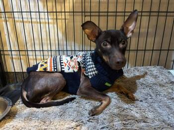 Chihuahua and Miniature Pinscher Dogs Available for Adoption - Crinkle | PetCurious