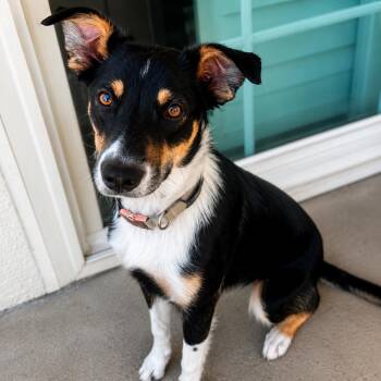 Sugar -  Collie Dog for Adoption in Sonoma, California - Sugar | PetCurious