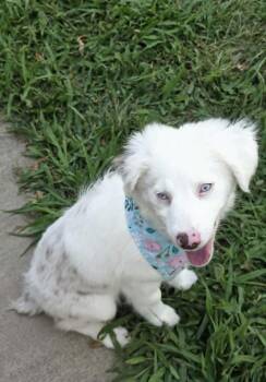 Olivia -  Australian Shepherd Dog for Adoption in Troy, Illinois - Olivia | PetCurious