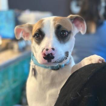 Mixed Breed and Terrier Dogs Available for Adoption - Joker | PetCurious