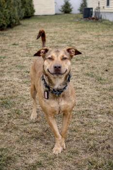 Shepherd Dogs Available for Adoption in Princeton, Massachusetts - Hunney - LOCAL | PetCurious