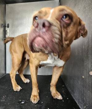 American Bulldog Dogs Available for Adoption in San Antonio, Texas - A805650 | PetCurious