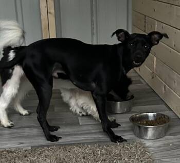 Chihuahua Dogs Available for Adoption in Brownstown, Indiana - Tiller | PetCurious