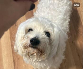 Ari -  Maltese and Poodle Dog for Adoption in Seattle, Washington - Ari | PetCurious