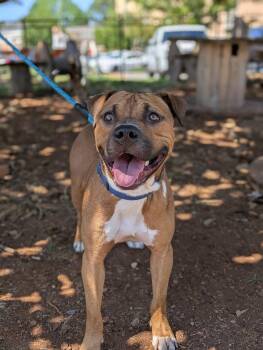 Rescue Mixed Breed Dogs for Adoption in Huntsville, Alabama - Angelo | PetCurious