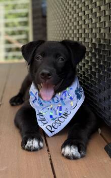 Baloo (Jungle Toons) -  Shepherd Dog for Adoption in Woodside, California - Baloo (Jungle Toons) | PetCurious