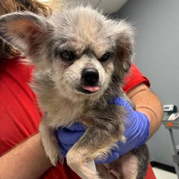 Terrier Dogs Available for Adoption - Carol | PetCurious