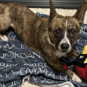 Tater Tot (Corgi) -  Cardigan Welsh Corgi Dog for Adoption in Festus, Missouri - Tater Tot (Corgi) | PetCurious