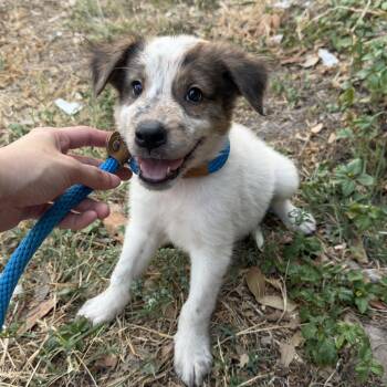 Hunter -  Australian Cattle Dog Blue Heeler and Great Pyrenees Dog for Adoption in Harlingen, Texas - Hunter | PetCurious