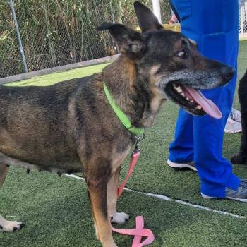 Susan -  Shepherd and Mixed Breed Dog for Adoption in Houston, Texas - Susan | PetCurious