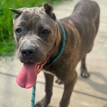 Carmen -  Cane Corso Dog for Adoption in Manchester, Pennsylvania - Carmen | PetCurious