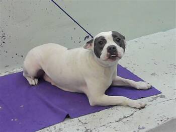 American Staffordshire Terrier and Mixed Breed Dogs Available for Adoption in Houston, Texas - A2077579 | PetCurious