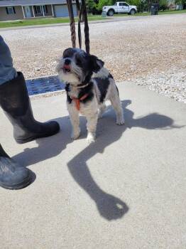 Shih Tzu Dogs Available for Adoption in Linton, Indiana - Pappy | PetCurious