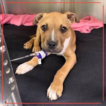 Boxer and Mixed Breed Dogs Available for Adoption - Eros | PetCurious